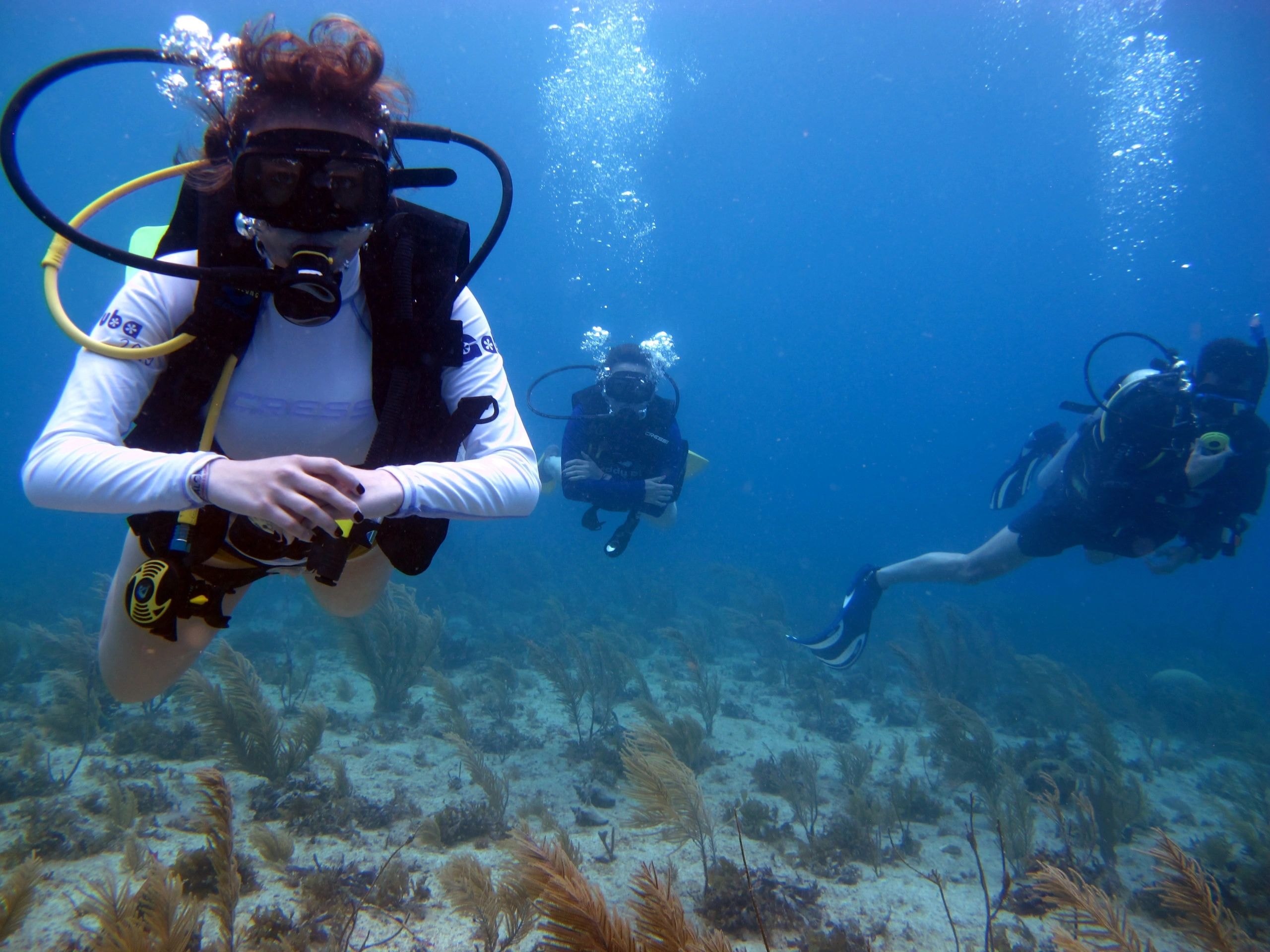 Buzos explorando arrecife de coral bajo el agua