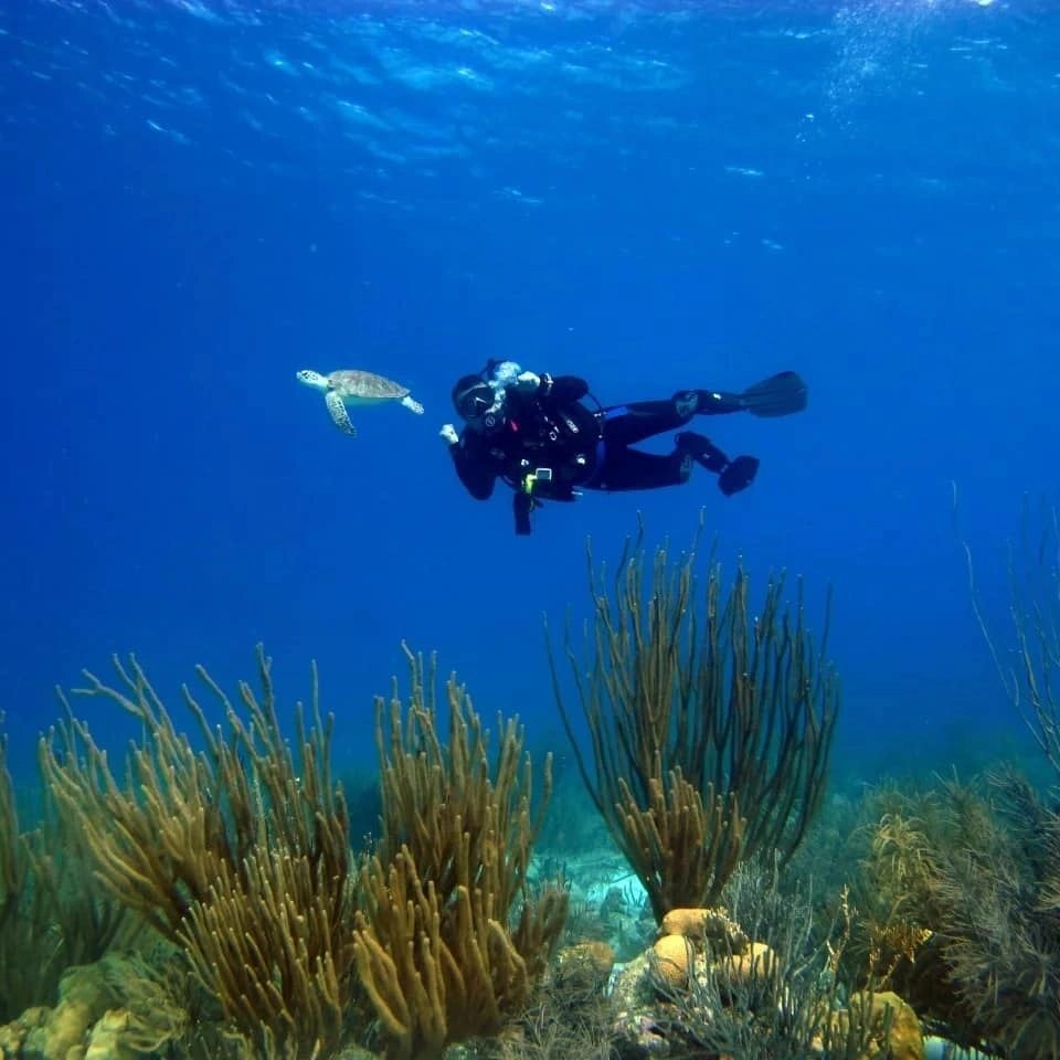 Buzo explorando arrecife con tortuga marina