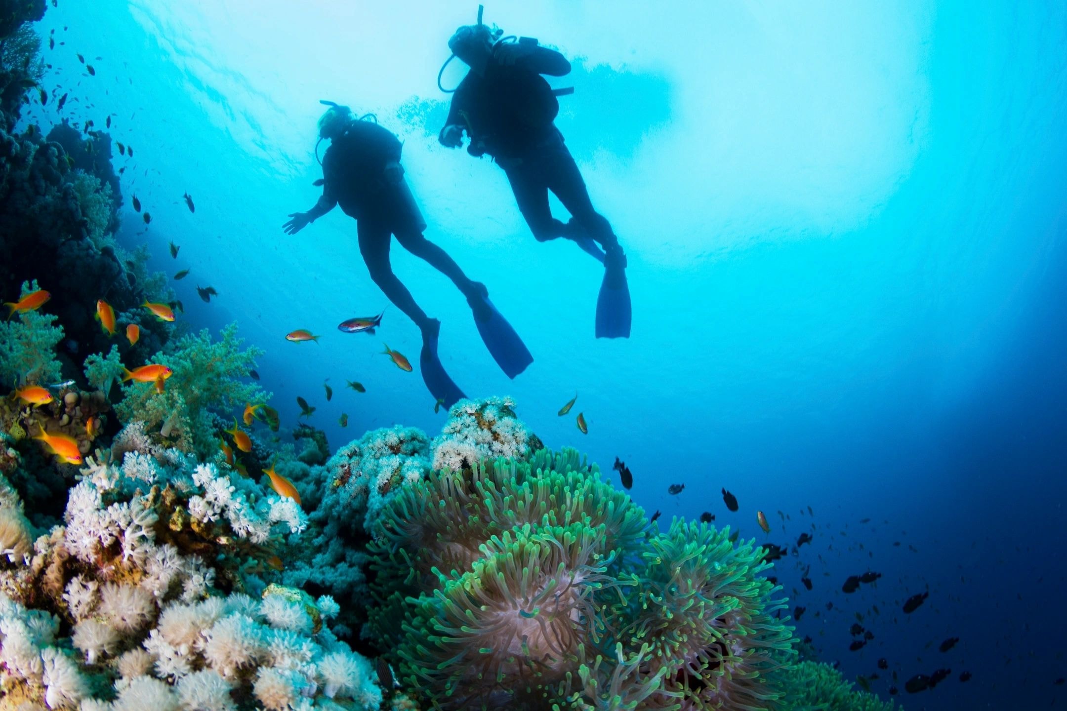 Buzos explorando arrecife de coral bajo el agua